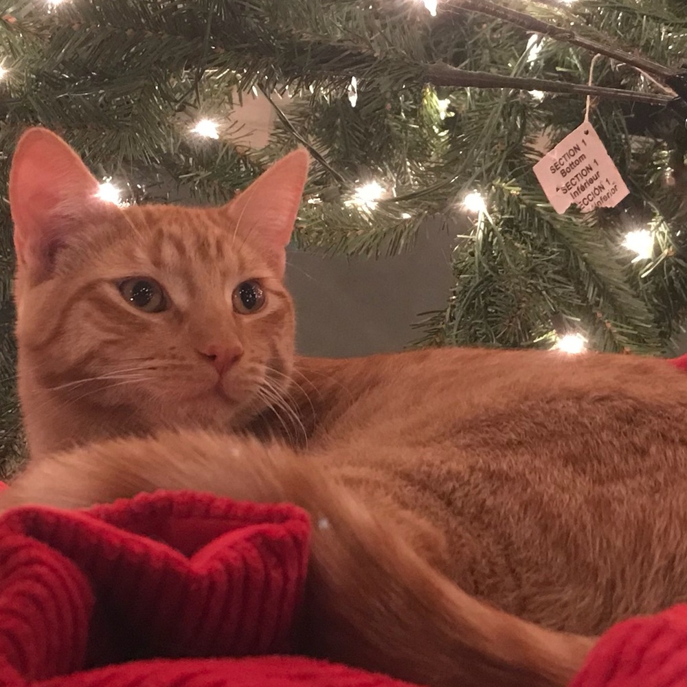 Meet your Posher, Sydney